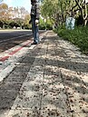 路樹沒種對　飄臭壞路面