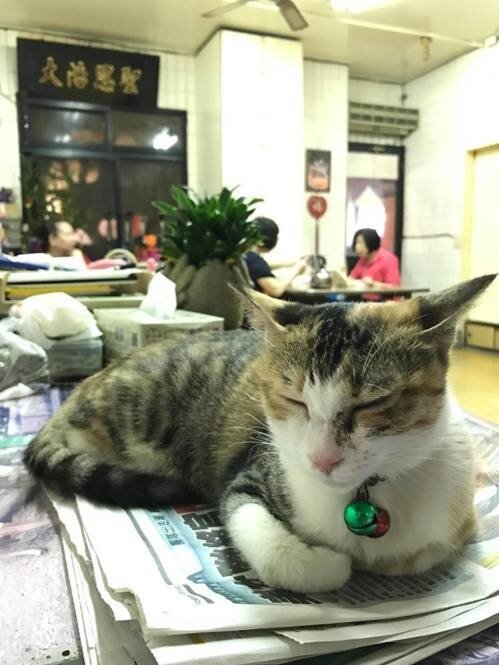 三重義天宮內內外外都可見貓咪的蹤影。記者陳珮琦／攝影