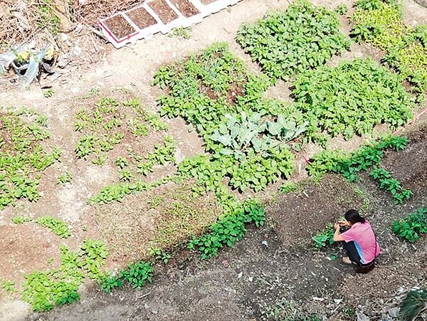 台中和平梨山地區環山段96、97地號,民眾申請果園改植蔬菜,未依計畫進行違規開挖整地,此為示意圖。(廖肇祥攝)