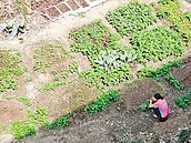 砍樹種菜違規整地　梨山果農挨罰