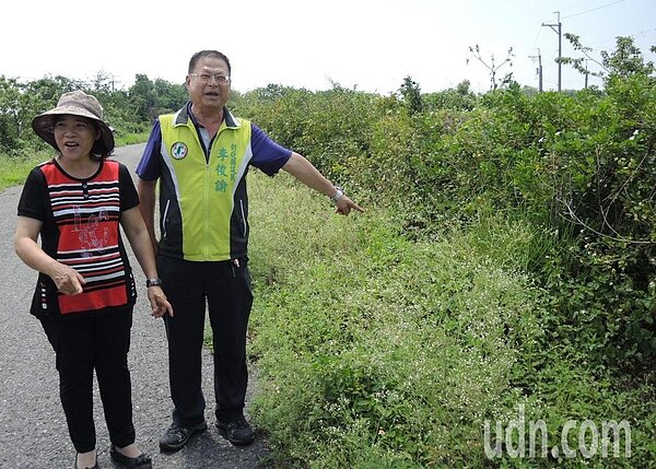彰化縣議員李俊諭(右)希望縣府重視北斗、溪州舊濁水溪堤岸道路出現一大片銀膠菊。記者何烱榮/攝影