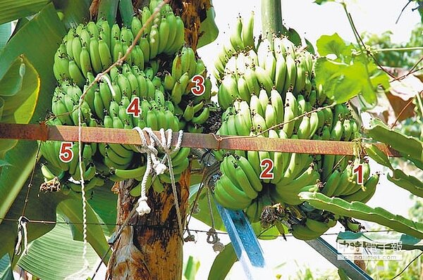 豐原農民劉照義種植的香蕉狂結5芎果實,需以鐵架支撐,否則上百斤重量恐壓垮香蕉樹。(讀者提供)