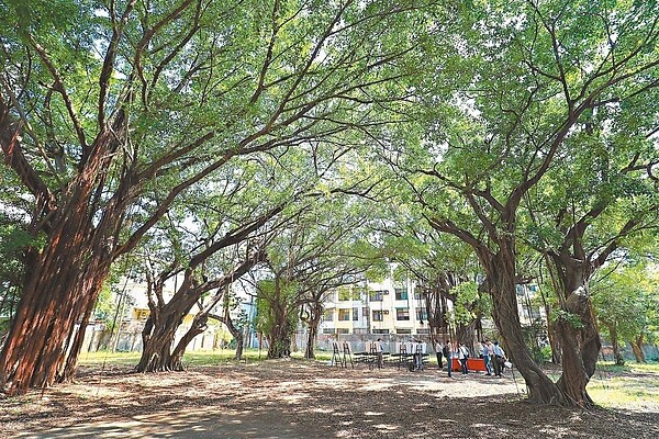 台中東區東勢子段社會住宅基地，現場有受保護老樹，將保留並規劃進社宅內。 圖／台中市政府提供