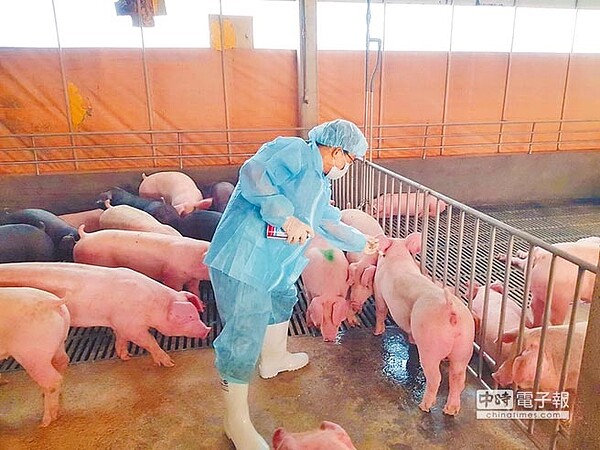 雲林縣是養豬大縣,7月開始將不再施打豬隻口蹄疫苗,可省下疫苗等成本,豬農歡喜「拔針」,但防疫單位仍戒慎恐懼。(許素惠攝)