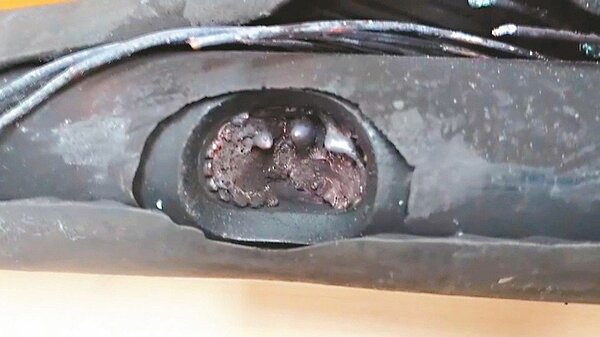 「白蟻」侵蝕台電電纜線,導致接地故障線路跳脫,造成台東大知本地區5月26日晚間大停電。 記者尤聰光/翻攝