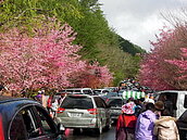 武陵賞櫻路　警方將實施交通管制措施