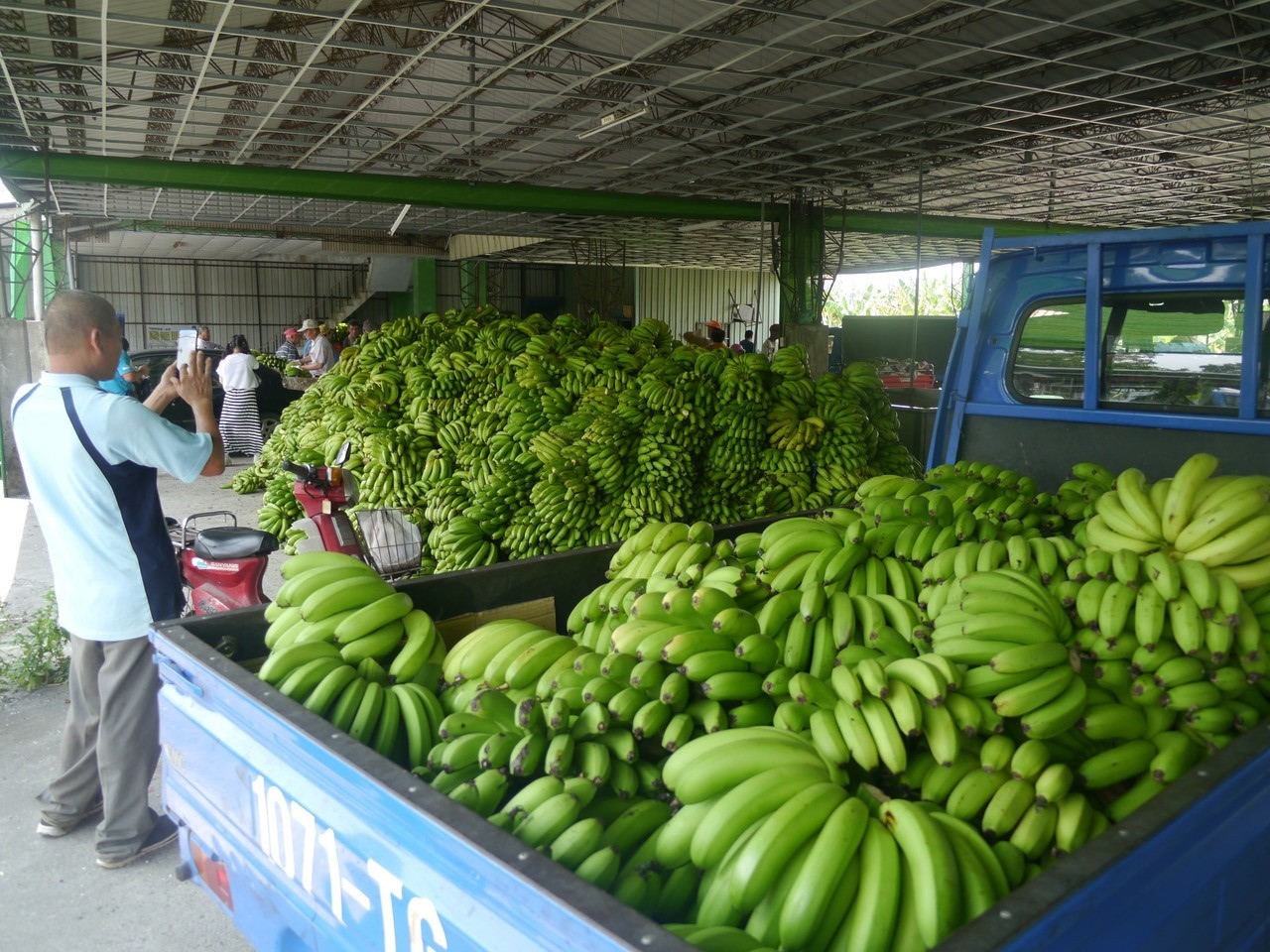 農委會啟動格外品收購，因數量太多，蕉農不能再把香蕉留在集貨場推置。記者徐白櫻／攝影