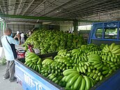 淌血！旗山集貨場香蕉堆置如山　都拿去餵牛