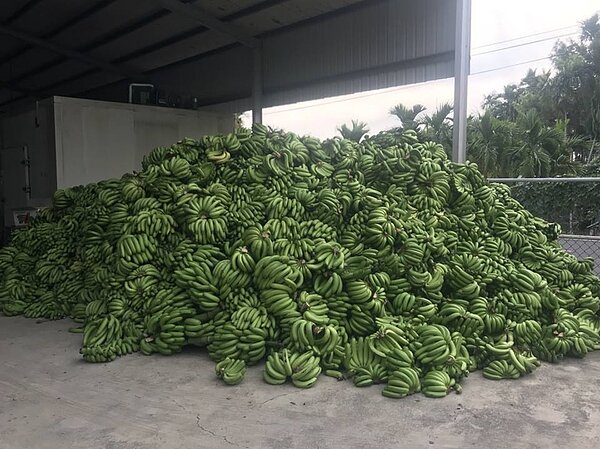 香蕉價格低迷,農委會啟動收購格外品青蕉,準備做堆肥餵豬。 圖/屏東南州地區農會提供