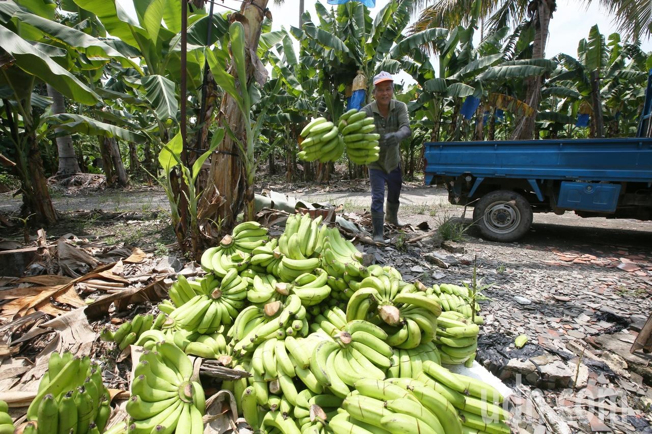 旗山香蕉盛產造成價格崩跌，農糧署以一公斤五元收購香蕉，並在集貨場用刀片銷毀後讓農民再載回銷毀棄置。 記者劉學聖／攝影