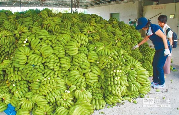 農糧署每公斤5元向農民收購青蕉後，以刀片銷毀青蕉去商品化，農民看了心都淌血卻很無奈。（林雅惠攝）