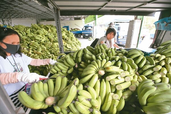 蔡英文總統在民進黨中常會關切農委會的表現後，農委會陸續推出各種因應香蕉價格的作為。 圖／聯合報系資料照片