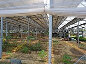 綠能設施掠奪農地　農委會：有些業者只想賣電