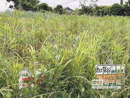 沒人要的土地 圖╱黃菁菁