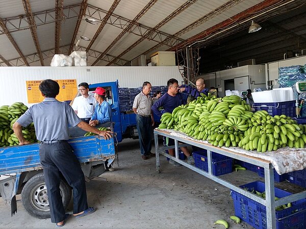 產地收購的都是青蕉，無法立即食用。 記者謝梅芬／攝影