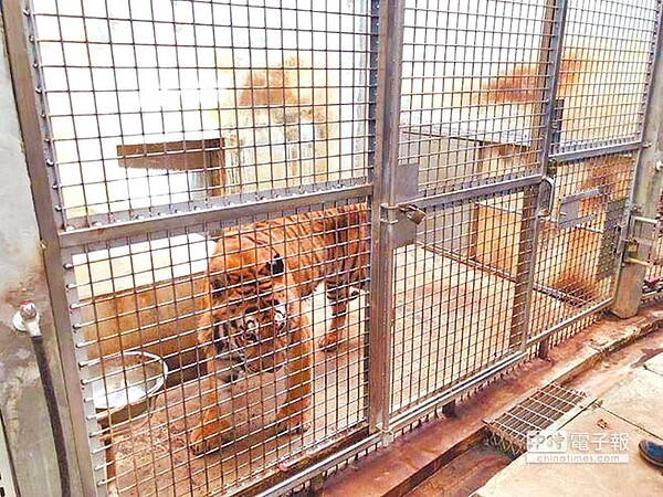 新竹市立動物園整修期間，動物暫居臨時籠舍，遭民代抨擊環境不佳，影響動物健康。（翻攝張祖琰臉書）