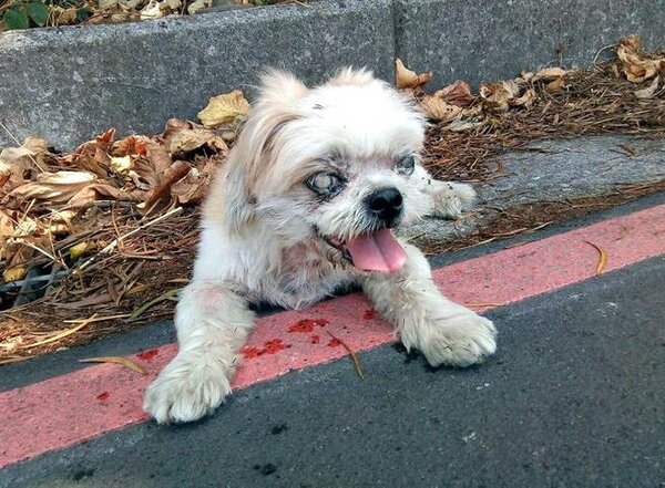 台灣動物緊急救援小組控訴，患白內障近乎失明的唐唐遭丟棄山區被尋獲。（台灣動物緊急救援小組提供）
