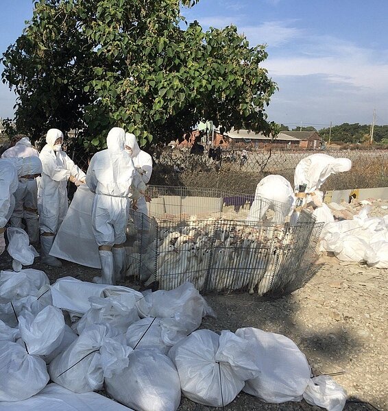 台南麻豆某養鴨場傳出禽流感，今天農政單位完成撲殺。記者謝進盛/翻攝