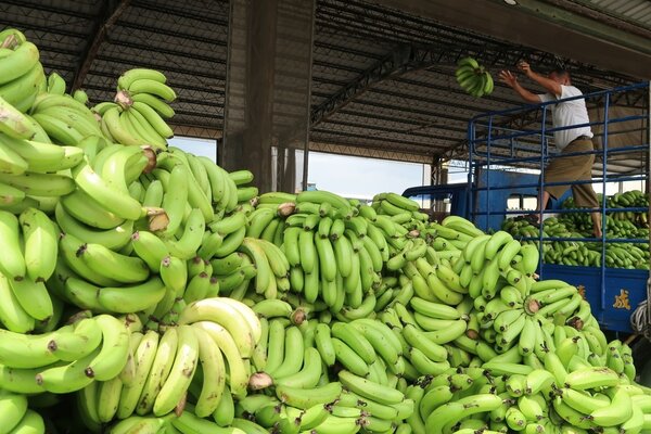 農委會持續在產地收購香蕉次級品，以提升香蕉價格。記者翁禎霞／攝影 