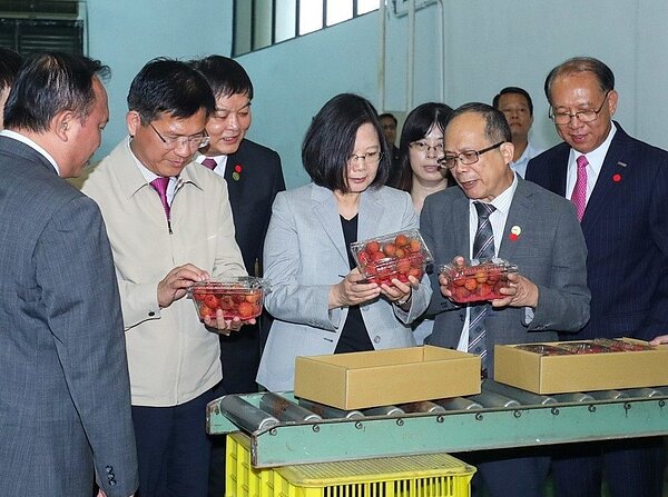 蔡英文總統(中)關心水果價格，日前在民進黨中常會指責農委會後，昨到台中再度促銷荔枝。記者余采瀅／攝影
