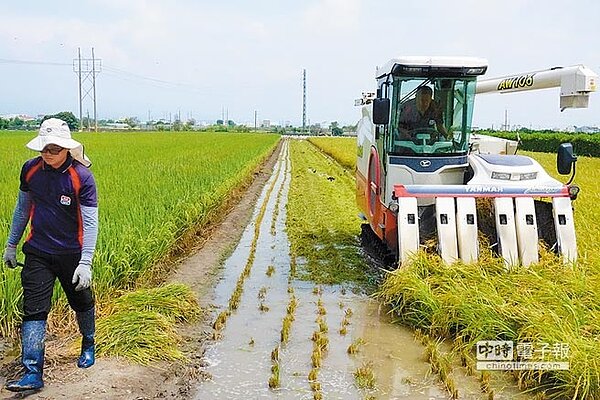 豪雨可能來襲,台灣越光米收割期最怕大雨澆淋倒伏,雲林縣斗六市農會契作的稻田11日趕著搶收。(周麗蘭攝)