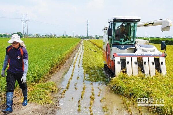 豪雨可能來襲，台灣越光米收割期最怕大雨澆淋倒伏，雲林縣斗六市農會契作的稻田11日趕著搶收。（周麗蘭攝）