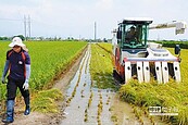 憂豪雨毀收成　稻農搶割