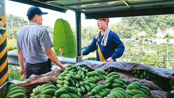 南投中寮當地以農維生,但近期香蕉價崩,跌到連工錢都不夠。 記者賴香珊/攝影