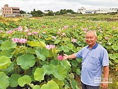 休耕田種荷花　新北5處專屬後花園