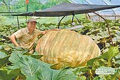 淡水千斤大南瓜　有望破亞洲紀錄