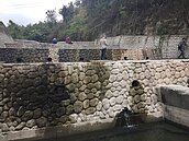 回家是一條撞牆之路　魚群擱淺的悲慘命運