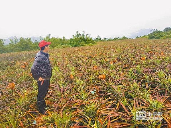 薛廉峰看著鳳梨田心死喊轉行。(楊漢聲攝)
