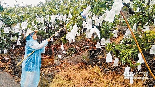台南玉井、南化地區14日下午雨勢漸大,玉井果農擔心辛苦栽種的芒果泡湯,穿雨衣、斗笠冒雨搶收芒果。(李其樺攝)