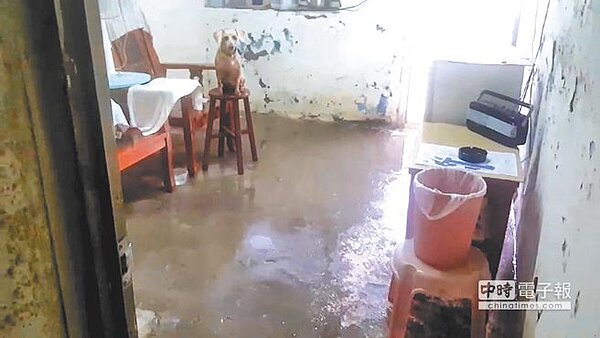 台南玉井、南化地區14日下午雨勢漸大,玉井果農擔心辛苦栽種的芒果泡湯,穿雨衣、斗笠冒雨搶收芒果。(李其樺攝)