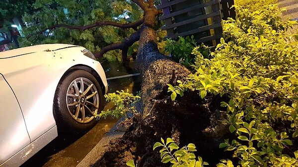 高雄前天晚上颳強風路樹壓倒雙B車。 記者謝梅芬/翻攝