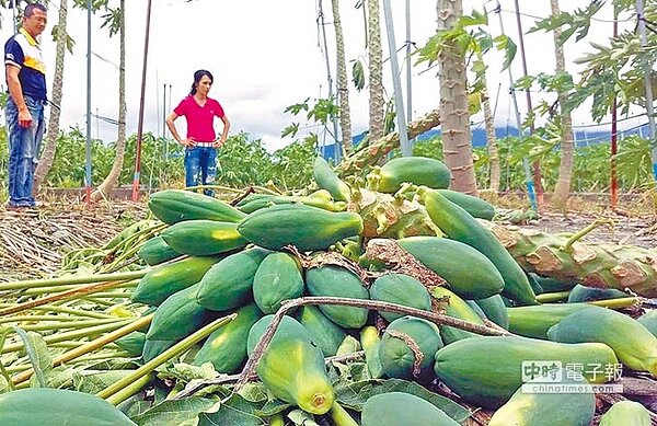 新埤鄉的木瓜園倒成一片,農民心痛。(潘建志攝)