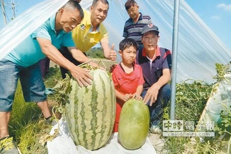 苗栗縣頭份市的瓜農林天龍，今年瓜田種出1顆105台斤重的大西瓜。（陳慶居攝）