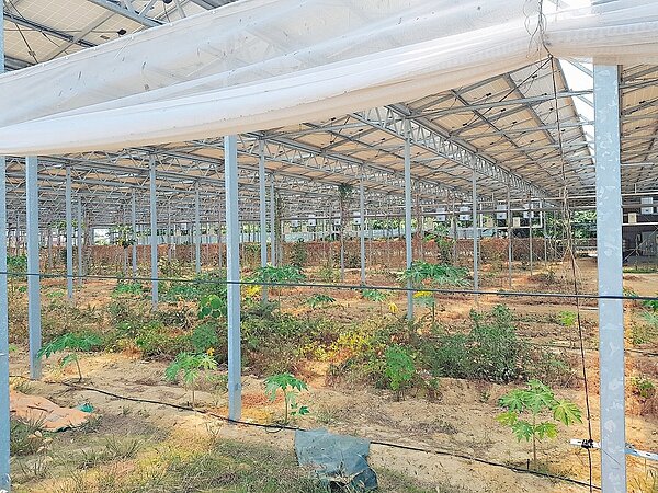 當初以溫、網室申請種電者,面臨拆除太陽能光電板困境,但拆下來的光電板何去何從,也成為一項難題。 記者修瑞瑩/攝影