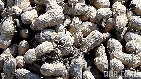 農會缺乏花生乾燥機,只能改使用蒜頭乾燥機烘乾,但效果較差,有農民仍在陰雨天氣於自家倉庫曝曬。記者邱奕能/攝影