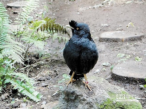 市立動物園鳥園珍禽區內的台灣原生種八哥「小八」，此為示意圖。（台北市立動物園提供）
