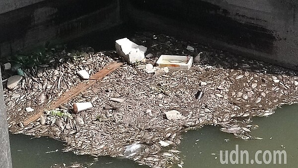 台中市梧棲區安良港大排位於臨港路水閘門附近,今天上午出現大量死魚,數量約300尾。記者余采瀅/攝影