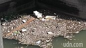 連日大雨致水質混濁　台中安良港大排驚見百尾死魚
