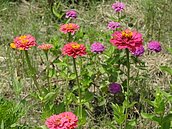 空地美化種花草　都市叢林妝點繽紛色彩