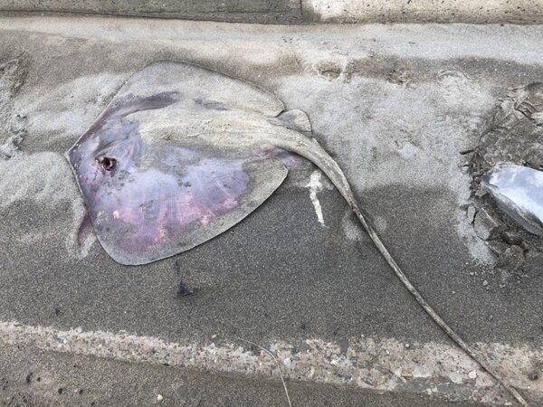 桃園市大園區一名釣客疑似遭釣起的魟魚（見圖）刺中手臂，他倒在堤岸道路車旁疑似毒發身亡，魟魚死屍距離不到5公尺。圖／警方提供