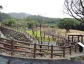 仙窟溪變身　吹櫻垂柳生態祕境