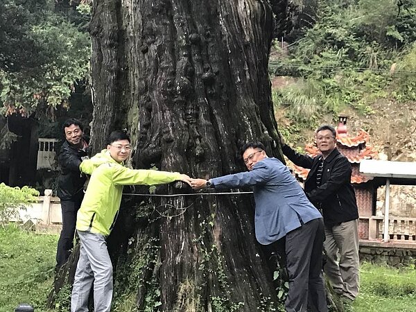 2018第9屆兩岸鬥茶比賽下月登場，嘉義縣阿里山茶葉協會會長官建安(右二)等4名幹部，日前到阿里山軟枝烏龍茶發源地原鄉-大陸福建省安溪縣藍田鄉尋根，他們驚喜發現1棵千年樹齡巨大老樹真柏，胸圍4個大人環抱。圖／官建安提供
