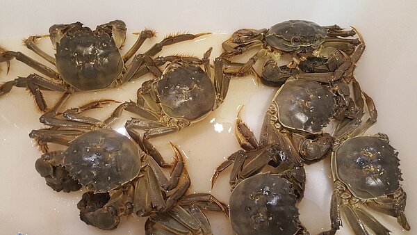 食藥署北區管理中心副主任鄭維智表示,違法業者目前正接受檢調調查,食藥署接續將研擬對大閘蟹檢驗出戴奧辛的中國養殖場,採取必要措施。聯合報系資料照/聯合報記者胡蓬生攝影