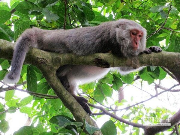 台灣獼猴危害農作越來越猖獗，台東、彰化、雲林、嘉義及台南都頻傳「猴害」。（報系資料照片）
