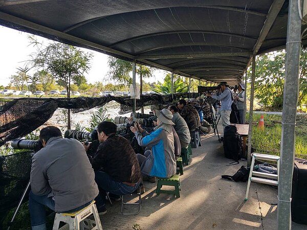 「棉鴨」現蹤宜蘭，這種罕見迷鳥在台灣才出現過十幾次，吸引攝影大砲湧進勝洋水草拍攝。    記者戴永華／攝影 