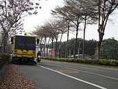 嘉義大學春意濃　落葉過多掃不完